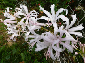 Nerine bowdenii